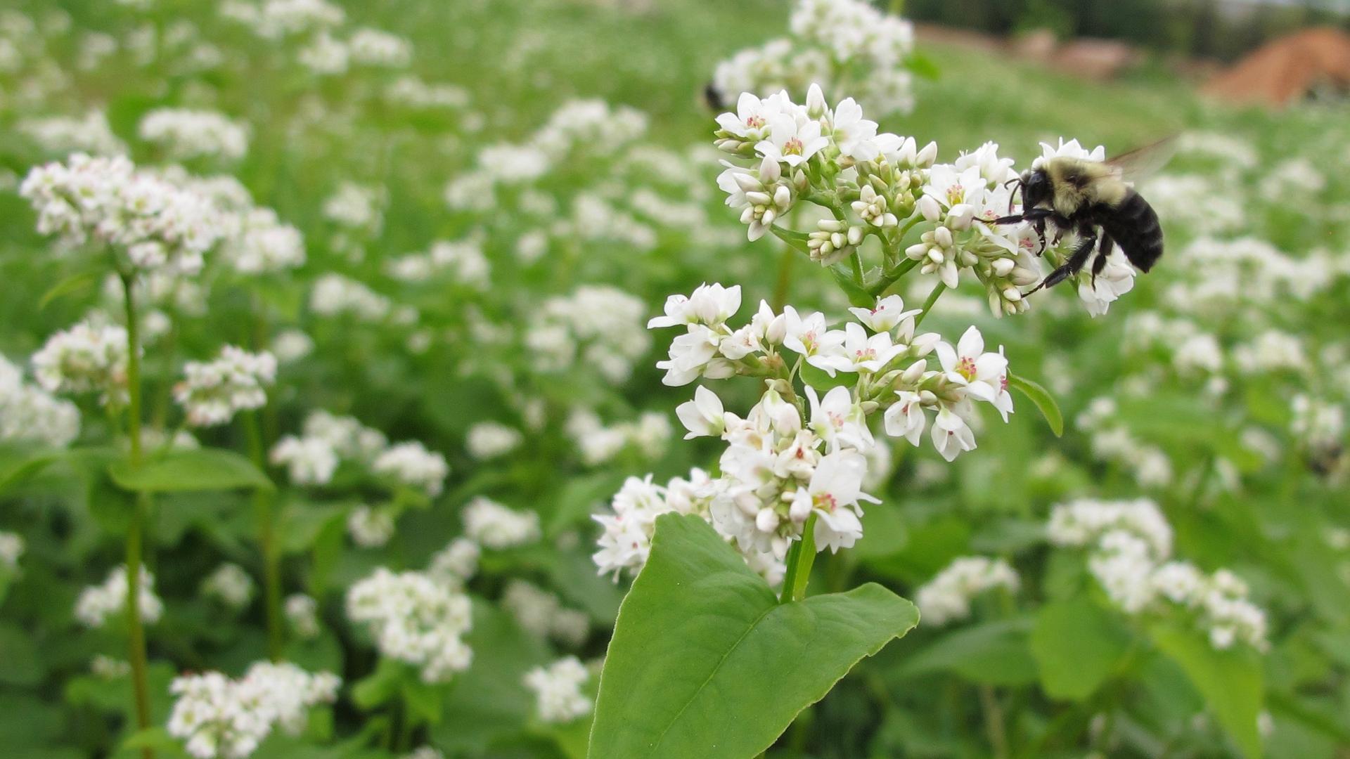 Growing Farms Short Course Ecological Strategies for Managing Insects