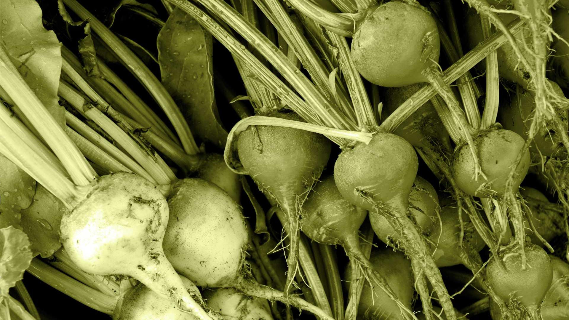 Gardening courses Close up of picked food crops
